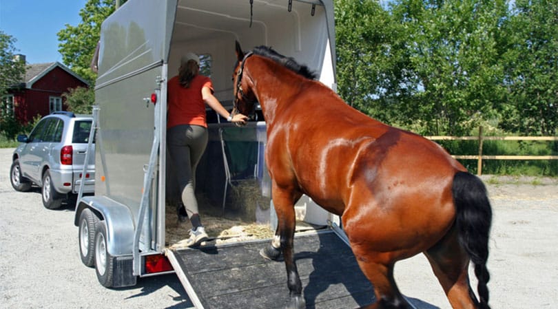 Horse Getting into a Horse Trailer for Rent in Brighton